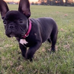 French Bulldog Puppies from AlvarezFrenchBulldogs