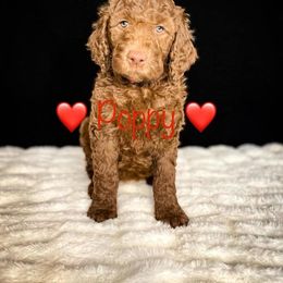 Double Doodle and Goldendoodle Puppies from Patterson Doodles