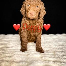 Double Doodle and Goldendoodle Puppies from Patterson Doodles