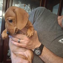 Akc A F 1 - Red female Dachshund puppy in Penn Run, Pennsylvania from Shannon’s Dachshunds