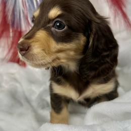 Reba - Chocolate and cream female Dachshund puppy in Mesquite, Texas from AB Dachshund