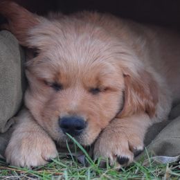 Golden Retriever Puppies from Tammy P. Roth