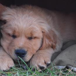 Golden Retriever Puppies from Tammy P. Roth