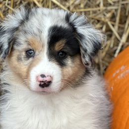 Shylo - Blue merle Australian Shepherd puppy in Jeddo, Michigan from Blue Water Aussies