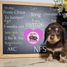 Juniper - Chocolate and cream female Dachshund puppy in Hoquiam, Washington from Heyd's Mini Dachshunds