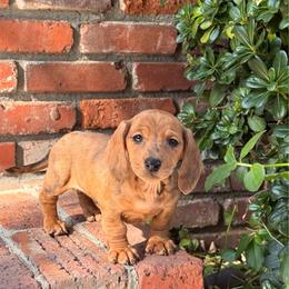 Bella - Red female Dachshund puppy in Arcadia, California from Cruz Industries - Dachshund Company & French Bulldog Company