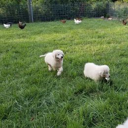 Border Collie, Bordoodle, and Maremma Sheepdog Puppies from 2J 2K Border Collies
