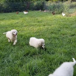 Border Collie, Bordoodle, and Maremma Sheepdog Puppies from 2J 2K Border Collies