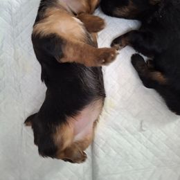 Yorkshire Terrier Puppies from The Yorkies and Us