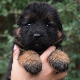 Apollo - Black and red male German Shepherd puppy in Canton, Texas from WILDWOOD GERMAN SHEPHERDS