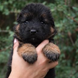 Apollo - Black and red male German Shepherd puppy in Canton, Texas from WILDWOOD GERMAN SHEPHERDS