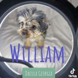 Yorkshire Terrier Puppies from Empire Yorkies