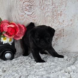 Blackjack - Brindle male Pug puppy in Atwood, Illinois from Peace Road Puppies