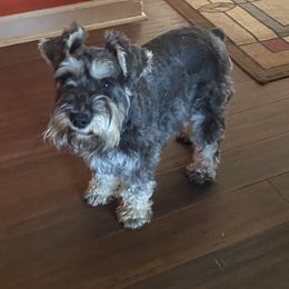 Tequila - Miniature Schnauzer