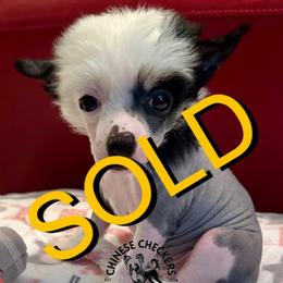 Layla - Black and white female Chinese Crested puppy in Port Charlotte, Florida from Chinese Checkers Chinese Cresteds