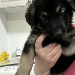 German Shepherd Puppies from Devon Rugerio's German Shepherds