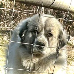 Zacharri - Great Pyrenees