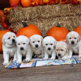 Labrador Retriever Puppies from Pure Joy Labradors