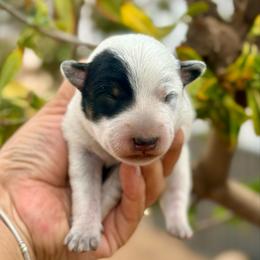 Bluey - Blue mottled male Australian Cattle Dog puppy in Sahuarita, Arizona from A2 Australian Cattle Dogs