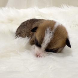 Cupid - Sable male Pembroke Welsh Corgi puppy in El Dorado Springs, Missouri from Trixie Dixie