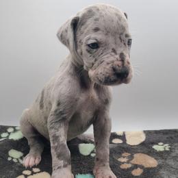 Skye Blue Merle - Merle female Great Dane puppy in Kannapolis, North Carolina from Carolina Great Danes & Toy Poodles