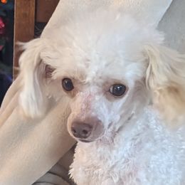 Loki - Poodle