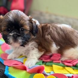 Jackie - Red and white female Shih Tzu puppy in Stafford, Virginia from Bayview Pups
