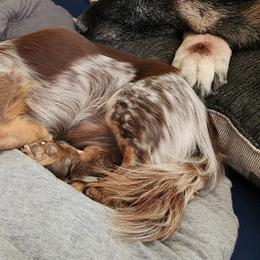 Woody - Dachshund