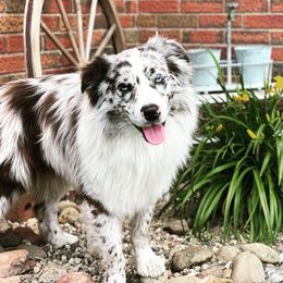 Raider - Australian Shepherd