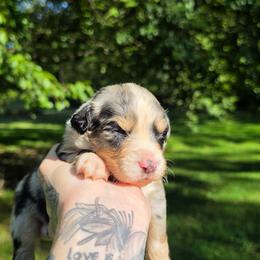 Kestrel - Blue merle male Australian Shepherd puppy in London, Kentucky from Kenmont Kennels