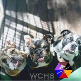 Bulldog Puppies from Westminster CH8