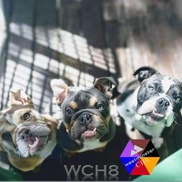 Bulldog Puppies from Westminster CH8