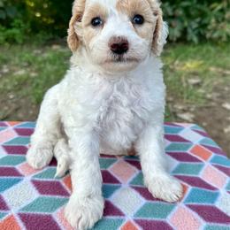 Boy 2 - Cream male Aussiedoodle puppy in Hillsboro, Illinois from Perfect Paws Puppies