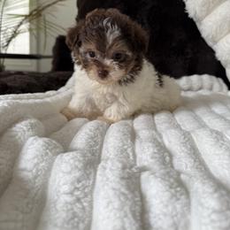 Maltipoo, Poodle, and Yorkipoo Puppies from Doodle Pups Fur-Ever