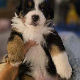 Miniature American Shepherd Puppies from All About Me Miniature American Shepherds