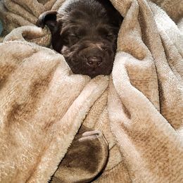 Labrador Retriever Puppies from Winchester Kennels