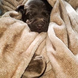 Labrador Retriever Puppies from Winchester Kennels