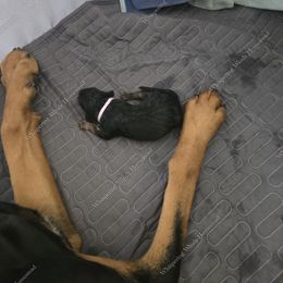 Bloodhound Puppies from Diamond Bloodhound Kennels
