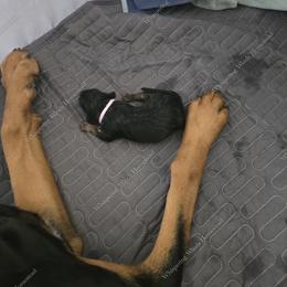 Bloodhound Puppies from Diamond Bloodhound Kennels