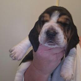 UNCLE FESTER - Black brown and white male Basset Hound puppy in Lexington, Kentucky from Hound Ridge Meadows