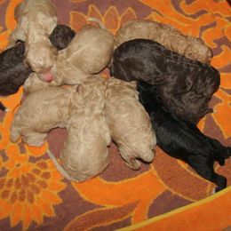 Goldendoodle and Poodle Puppies from David & Patricia Elliott