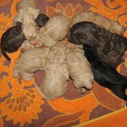 Goldendoodle and Poodle Puppies from David & Patricia Elliott