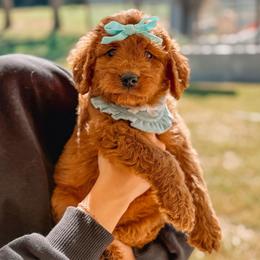LUCY - Red  female Goldendoodle puppy in Iola, Texas from Supreme Doodles of Texas