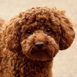 Poodles from Shakilla's Toy Poodles