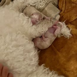 Beautiful - White and buff female Bichon Frise puppy in Lavon, Texas from Sissy’s Heavenly Paws