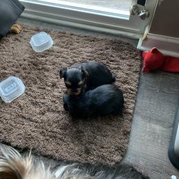 Yorkshire Terrier Puppies from Missy Lu Lap Puppies