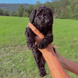 Sage - Black female Goldendoodle puppy in Jasper, Georgia from Harrington Doodles & Poodles