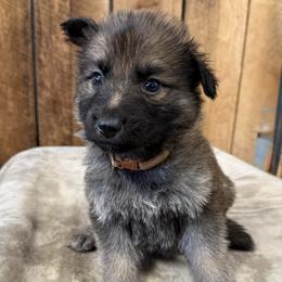 Brown DL - Sable male German Shepherd puppy in Terra Alta, West Virginia from Shepherd Country Farm and Kennels