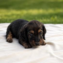 Black collar male - Red male Dachshund puppy in Pleasant Plains, Arkansas from JGBs Dachshunds