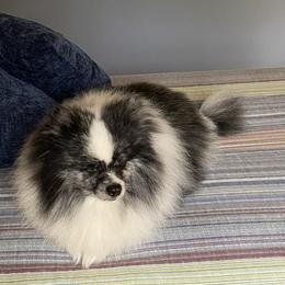 Chihuahuas, Dachshunds, Miniature Australian Shepherds, Pomeranians, Poodles, and Toy Australian Shepherds from Paw Prints